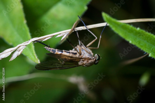 Macrophotographie, Insecte posé sur une feuille