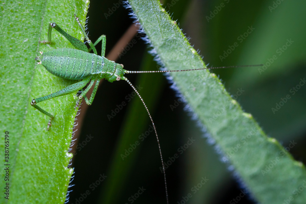 Macrophotographie, Insecte posé sur une feuille Macrophotographie, Insecte posé sur une feuille