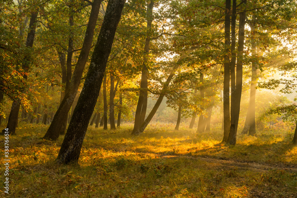Obraz premium Autumnal landscape in a plain forest of Hungarian oak