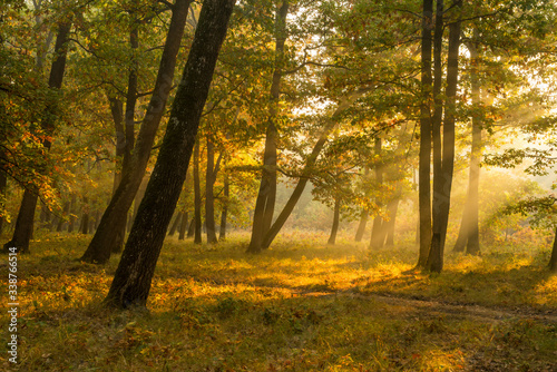 Autumnal landscape in a plain forest of Hungarian oak