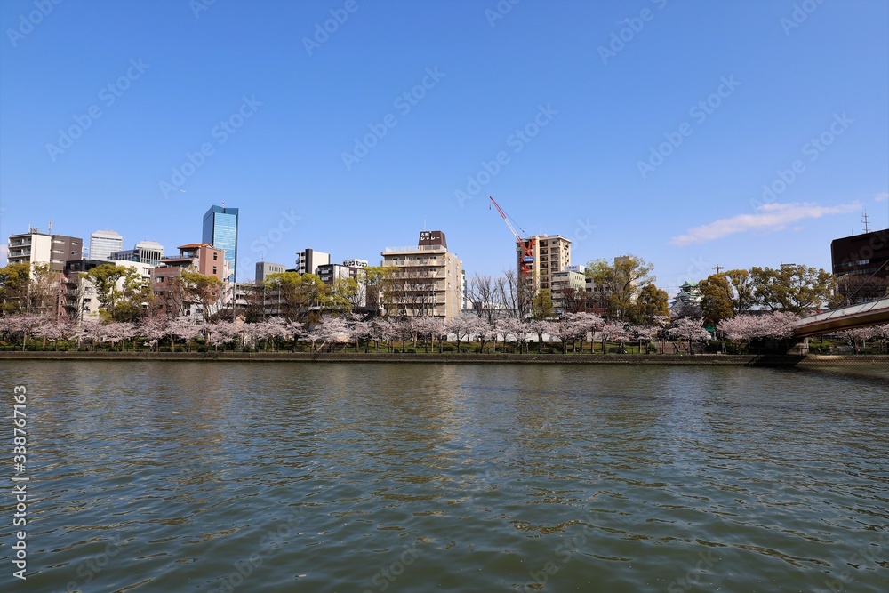 大阪の桜並木