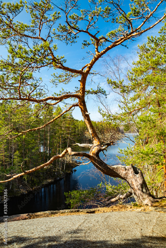 Beautiful pine on the rock and lake Lapinsalmi in the national park Repovesi, Finland,