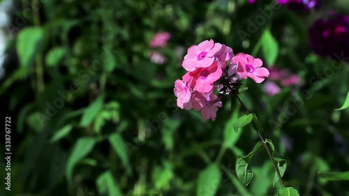 Wallpaper Mural Pink flower in the wind. A beautiful pink flower sways in the wind. Summer plants and flowers Torontodigital.ca