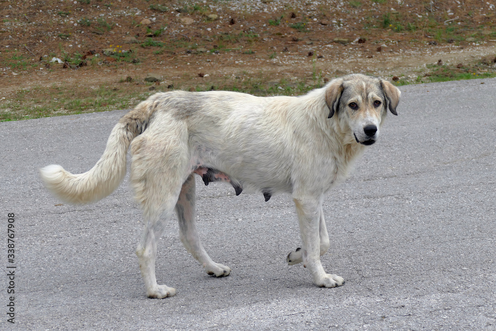 Dog wandering free in the mountain near Vradeto Dog wandering free in the mountain near Vradeto