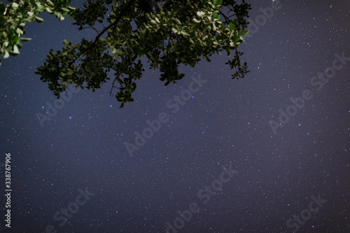Stars over the trees at summer night on dark sky. Starfall. Green tree on the foreground. Space for text