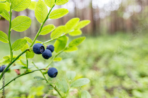 Forest bluebery grows in the natural habitat. Focus on one single berry with copy space.