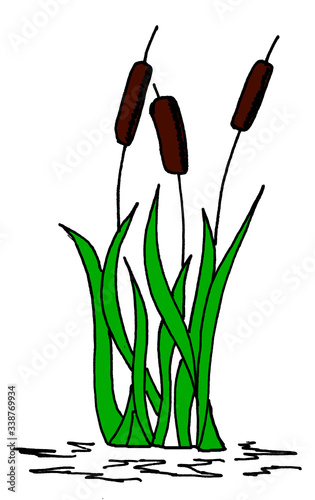 vector illustrations reeds white background