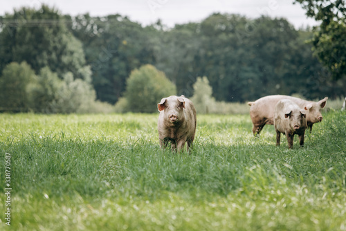 Carta da parati Pigs graze on farm in countryside. Pigs graze on a private farm