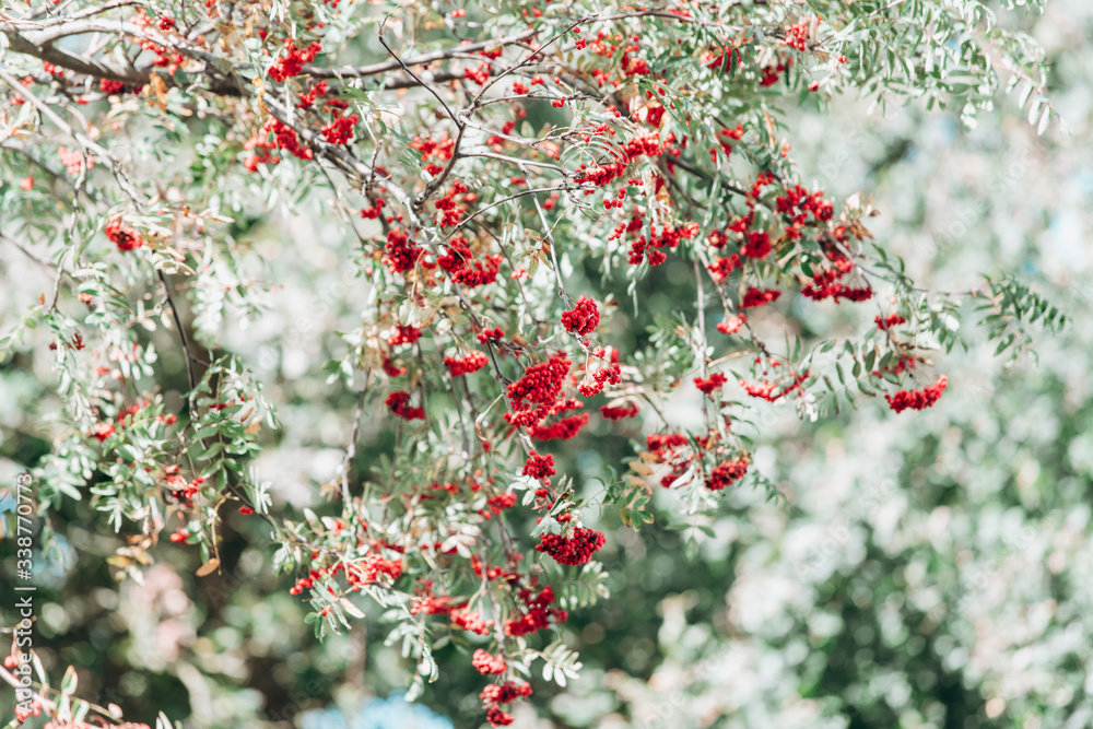 Rowan on the branches close-up view. Rowan on the branches in the garden. Close-up view. Rowan on the branches close-up view. Rowan on the branches in the garden. Close-up view.