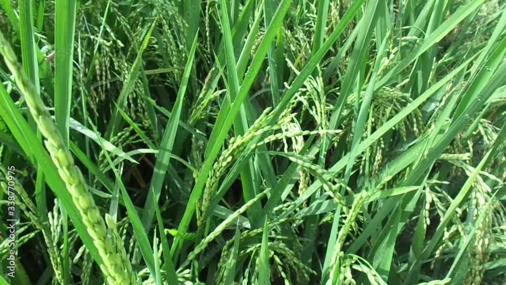 Close up of rice with natural background Close up of rice with natural background