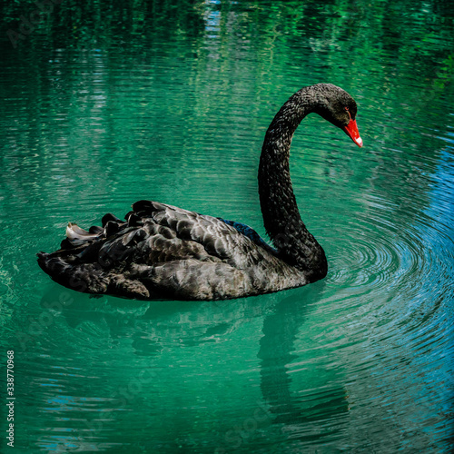 Black swan sweaming at the beautiful lake photo