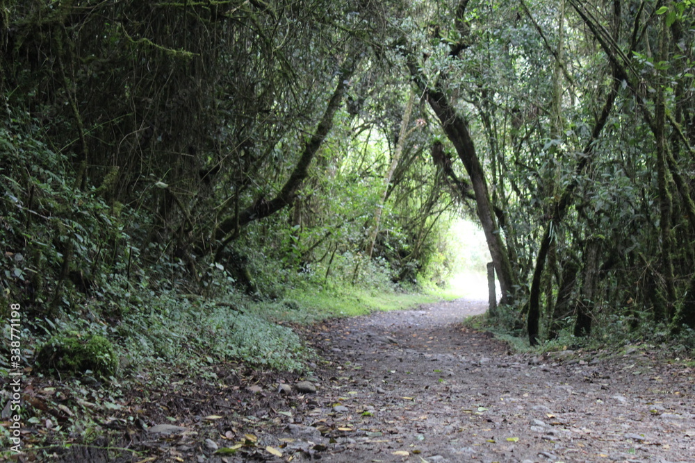 Obraz premium path in the woods