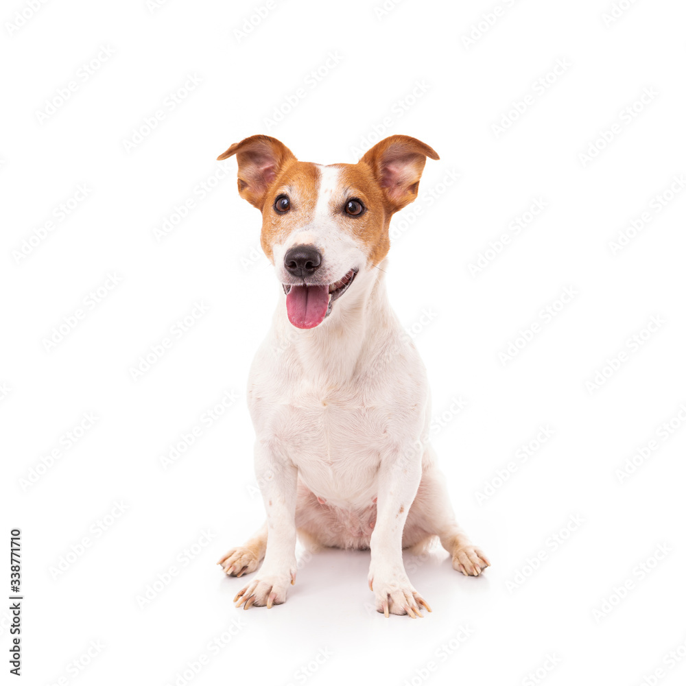 Jack Russell Terrier, isolated on white background at studio