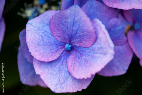 Flores violáceas