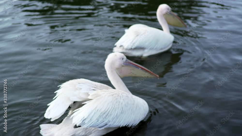 Closeup View Of Two Pelicans Swimming On The Calm Lake In Izu, Japan - Tele Shot Closeup View Of Two Pelicans Swimming On The Calm Lake In Izu, Japan - Tele Shot