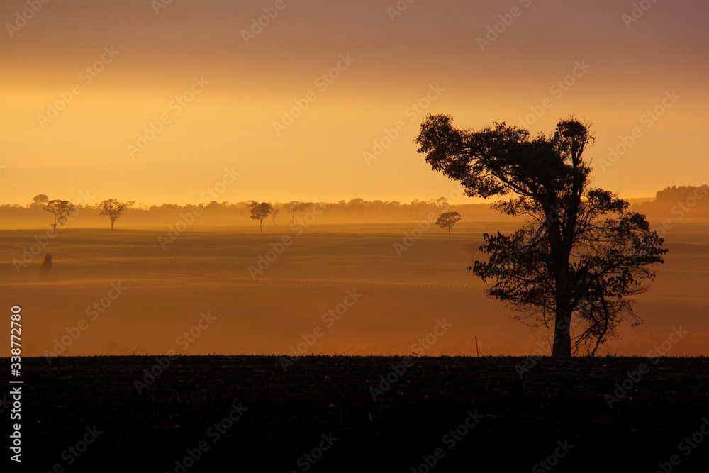 The sun rises over the field, the light passes through the fog and a tree silhouette