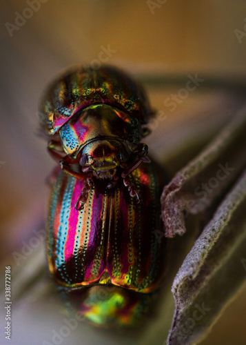 macro rosemary beetle couple