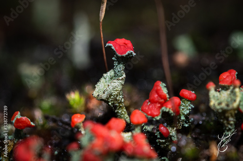 Claudonia floerkeana lichen on heat landscape photo