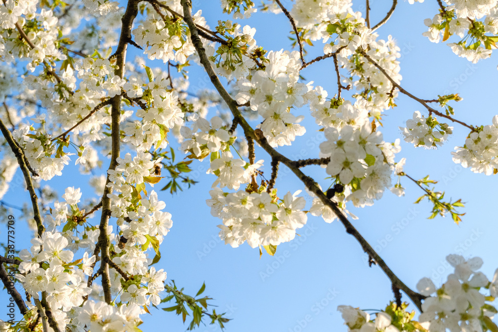 beautiful white cherry blossoms against a blue sky with radiant colors and a short depth of field