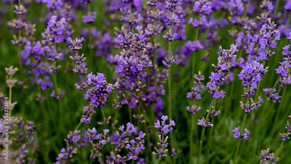 Lavender flowers in field swaying in the wind. Lavender flowering season. Close-Up. Beautiful blooming flowers used for aromatherapy. Calm background. Purple nature. Lavender oil for natural medicine. Lavender flowers in field swaying in the wind. Lavender flowering season. Close-Up. Beautiful blooming flowers used for aromatherapy. Calm background. Purple nature. Lavender oil for natural medicine.
