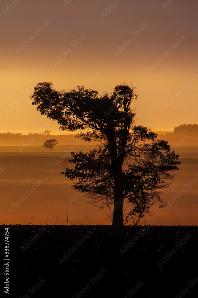 The sun rises over the field and a tree silhouette