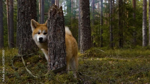 red dog like from the movie Hachiko Akita-inu in the forest, she looks around, there are many trees around and the dog is tied with a rope, sniffs food, green moss and coniferous trees