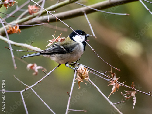 Japanese tit in a bare winter tree 21