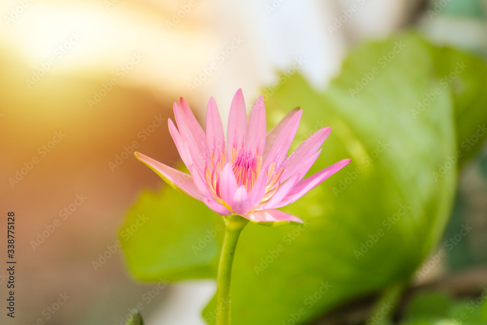 Lotus flower plants