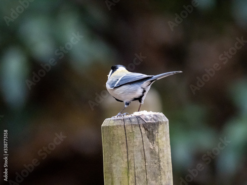Japanese tit on a wood fence post 3