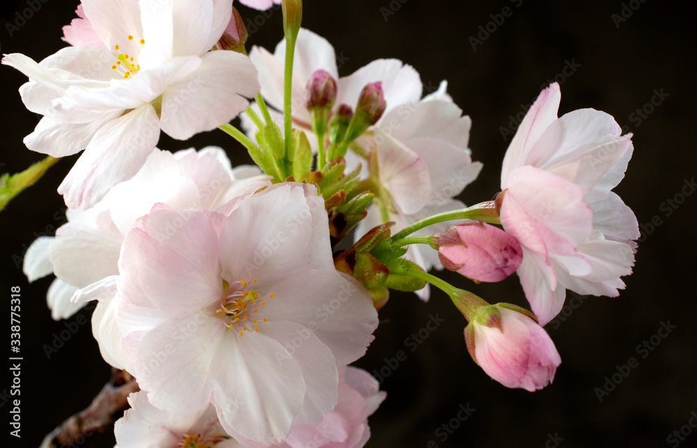 Blooming sakura in close up, black background