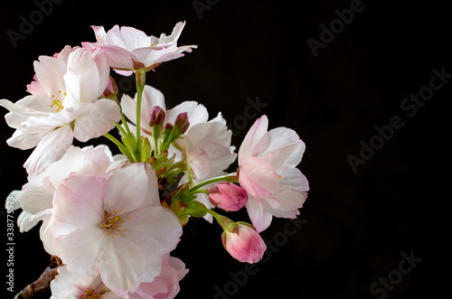 Blooming sakura in close up, black background