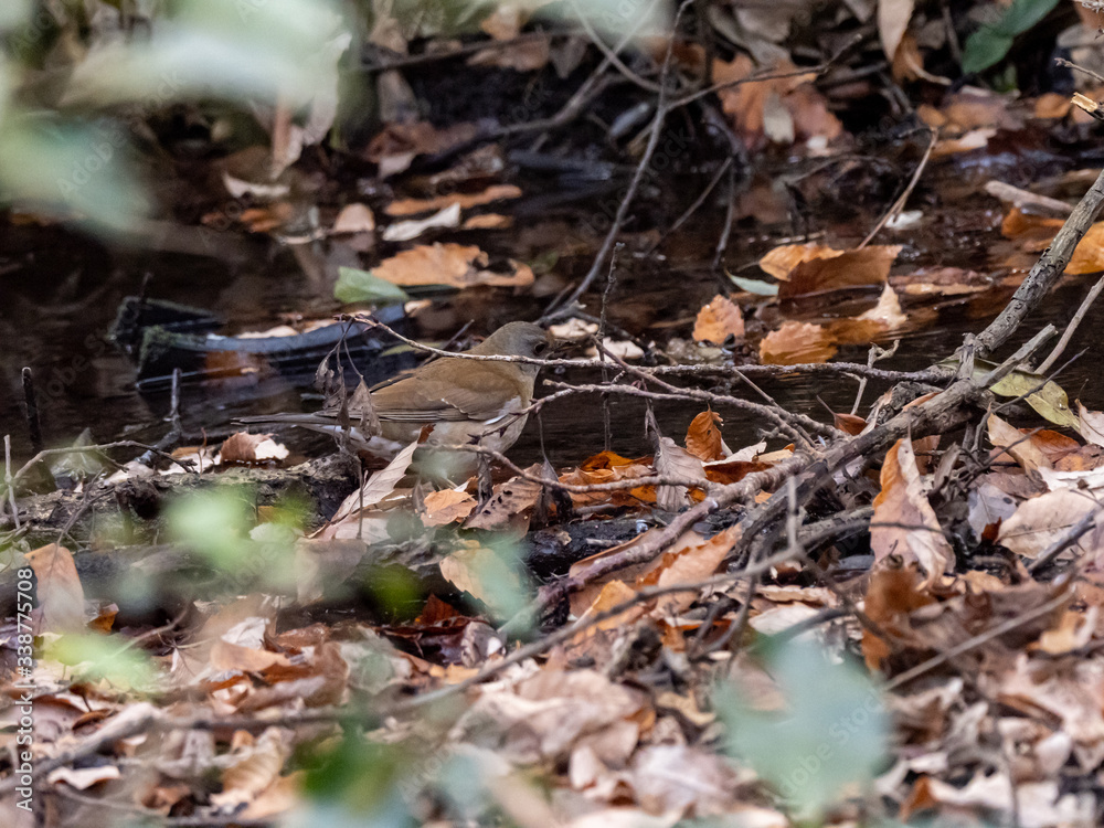 Pale thrush walks in underbrush 1