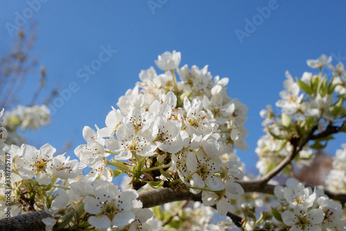 Flowers of the apple tree. Shallow depth of field.