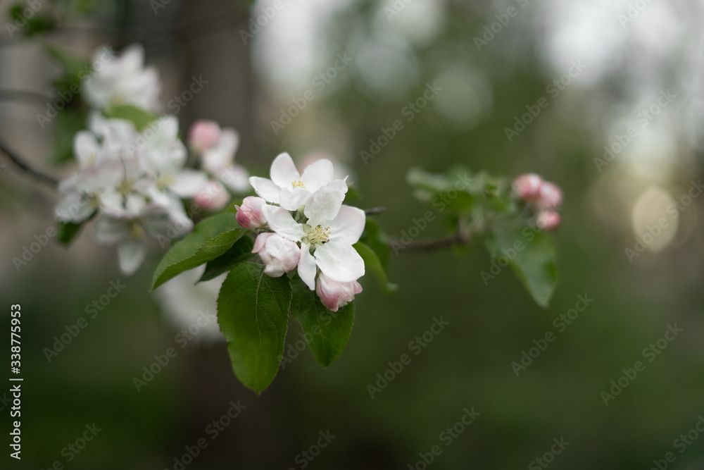 shallow depth of field, apples are covered with flowers.