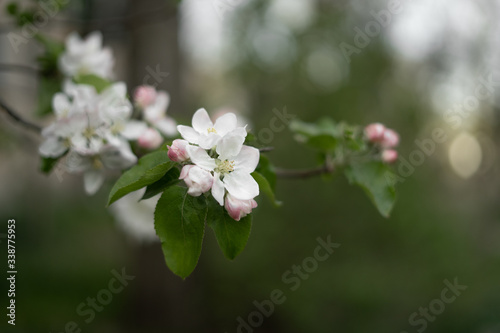 shallow depth of field, apples are covered with flowers.