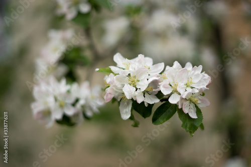 A bright white flower of an apple tree illuminated by a bright ray of spring sun © mtrlin