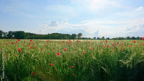 Mohnfeld an einem sonnigen Tag