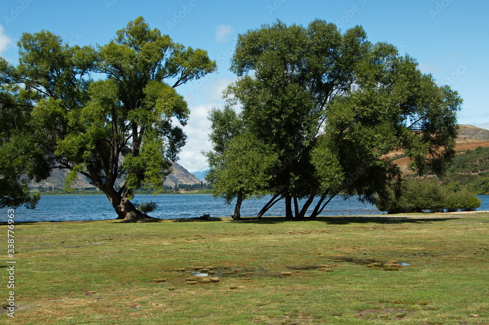 Fototapeta premium Big trees at Lake Hayes near Arrowtown in Otago on South Island of New Zealand 
