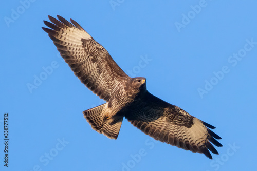 Side view Portrait of Buteo with spread wings flying on blue sky in germany
