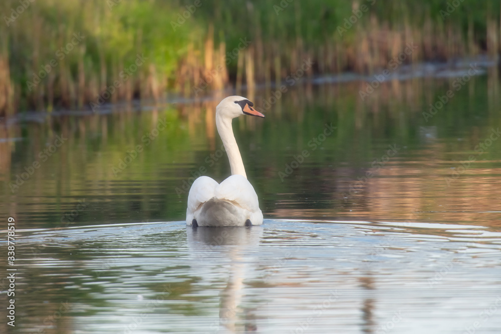 Mute swan floating in river in morning sunlight. Side view. Mute swan floating in river in morning sunlight. Side view.