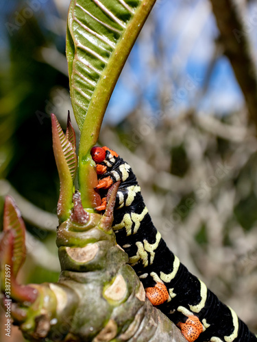 Moth caterpillar feeding on green leaves, Areal, Rio de Janeiro, Brazil photo