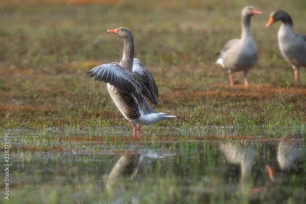 Greylag goose spreading wings in grassy wetland. Greylag goose spreading wings in grassy wetland.