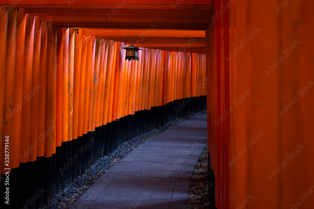 Fototapeta premium Traditional and iconic toris at Fushimi Inari Taisha in Kyoto