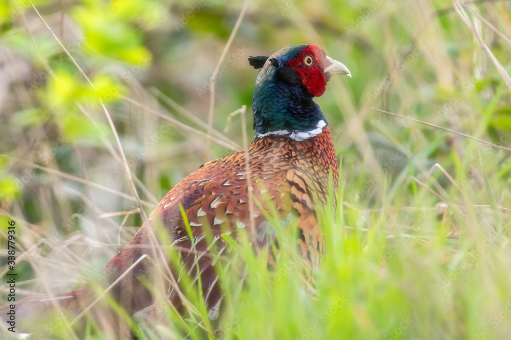 Close-up of male pheasant between fresh grass during spring. Close-up of male pheasant between fresh grass during spring.