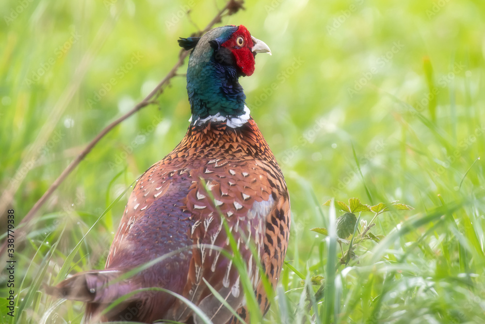 Fototapeta premium Close-up of male pheasant between fresh grass during spring.