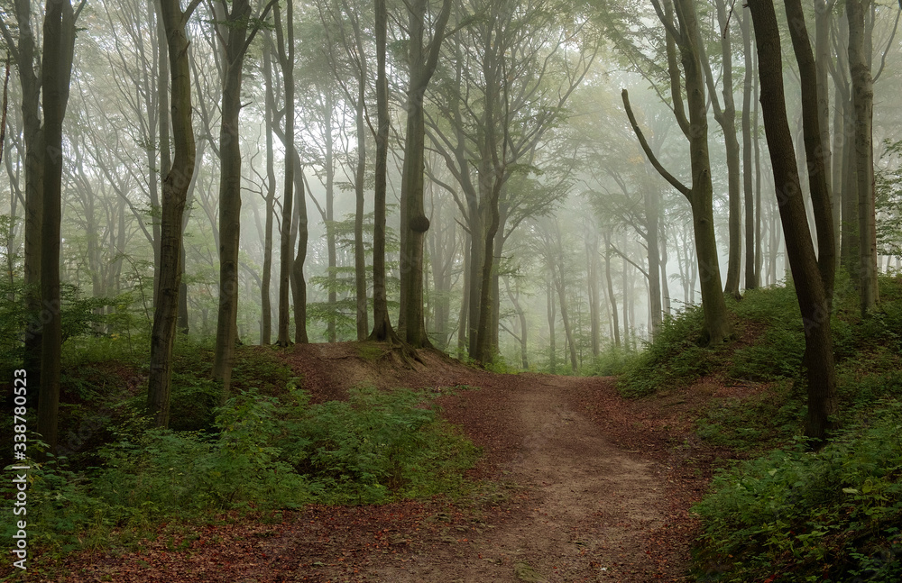 Obraz premium Las, przyroda, puszcza