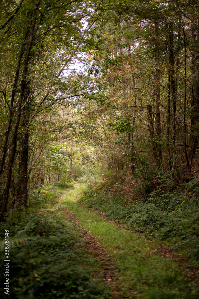 Camino en el bosque. Asturias