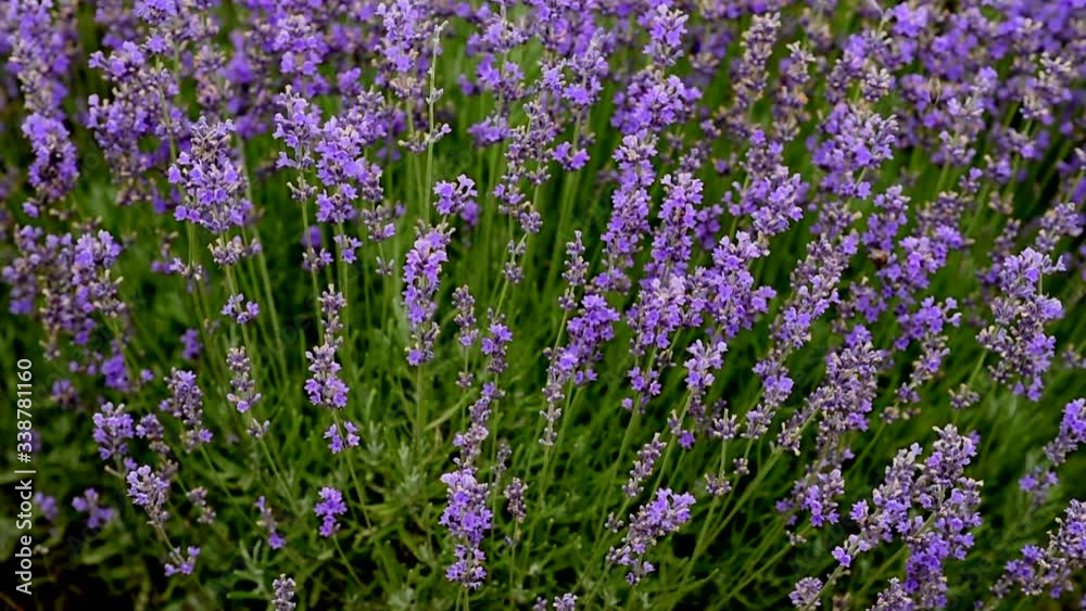 Lavender flowers in field swaying in the wind. Lavender flowering season. Beautiful blooming flowers used for aromatherapy. Calm background. Purple nature. Lavender oil for natural medicine. Lavender flowers in field swaying in the wind. Lavender flowering season. Beautiful blooming flowers used for aromatherapy. Calm background. Purple nature. Lavender oil for natural medicine.