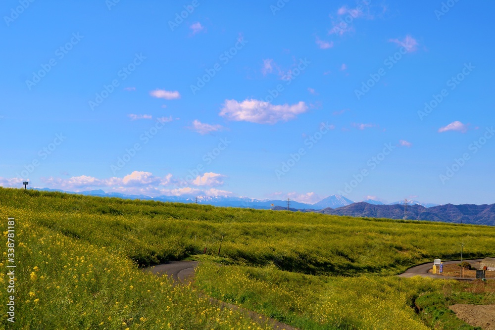 Fototapeta premium 春 渡良瀬 風景 杤木