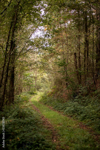 Camino en el bosque. Asturias